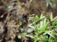 Eriocaulon truncatum