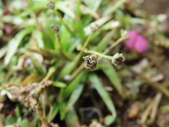 Eriocaulon truncatum