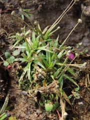 Eriocaulon truncatum