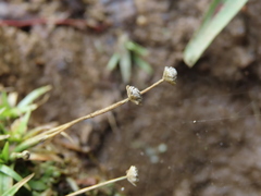 Eriocaulon truncatum