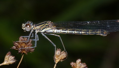 Platycypha fitzsimonsi