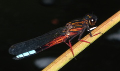 Platycypha fitzsimonsi