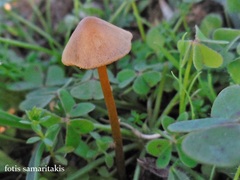 Conocybe pulchella