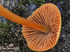 Conocybe pulchella