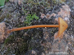 Conocybe pulchella