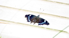 Kaniska canace nojaponicum