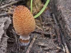 Coprinellus radians