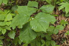 Arisaema amurense