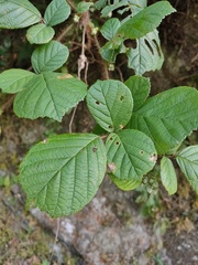 Rubus wallichianus