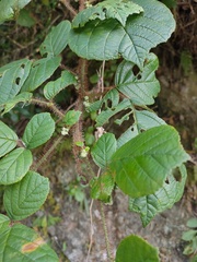 Rubus wallichianus