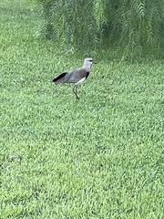 Vanellus chilensis