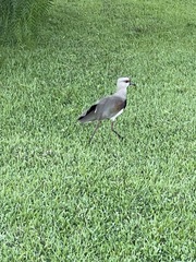 Vanellus chilensis