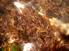 Chondracanthus chamissoi