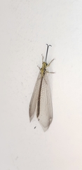 Banyutus lethalis