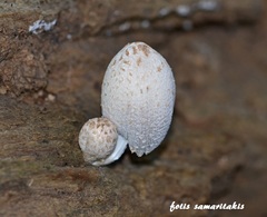 Coprinopsis episcopalis