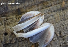 Coprinopsis episcopalis