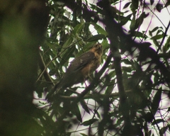 Accipiter bicolor