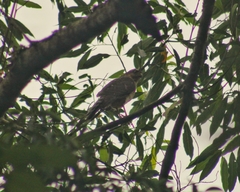 Accipiter bicolor