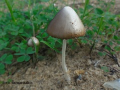 Coprinopsis marcescibilis