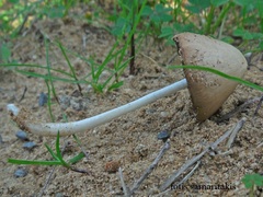 Coprinopsis marcescibilis