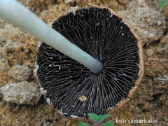 Coprinopsis marcescibilis