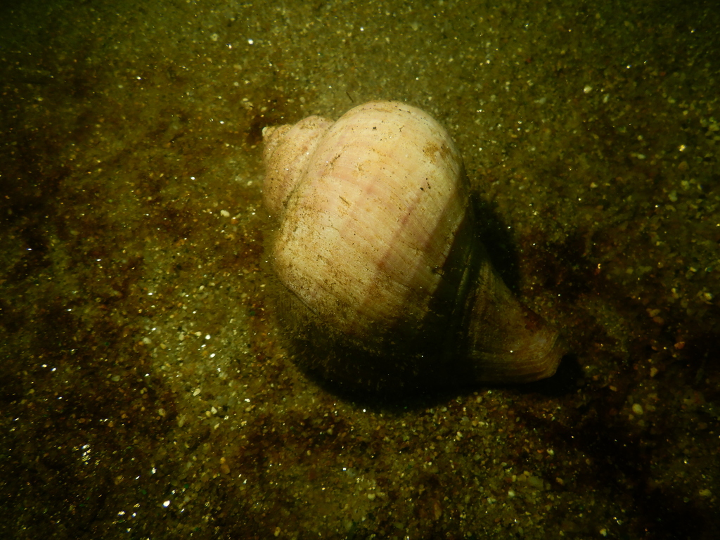 Top Shell Whelk
