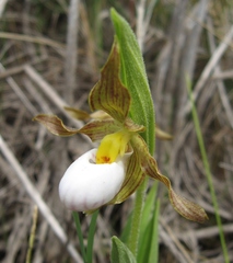 Cypripedium candidum