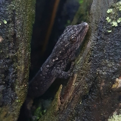 Lygodactylus chobiensis