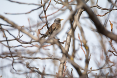 Turdus pilaris
