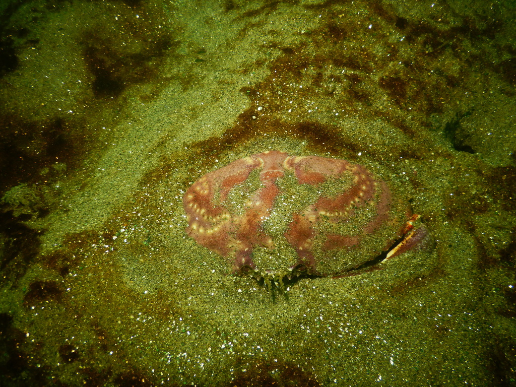 Chilean crab