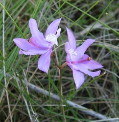 Calopogon tuberosus tuberosus