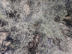 Condalia warnockii
