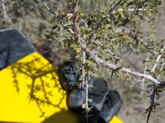 Condalia warnockii