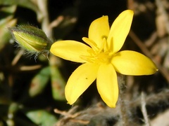 Hypoxis floccosa