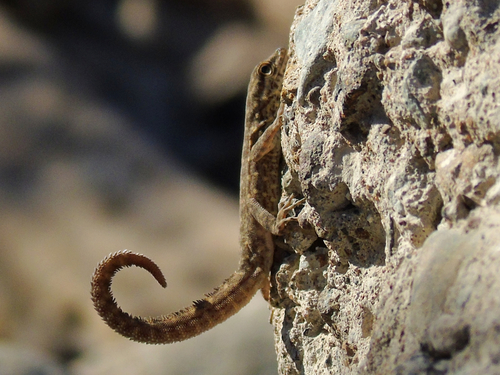 Feulner’s Semaphore Gecko, Pristurus feulneri