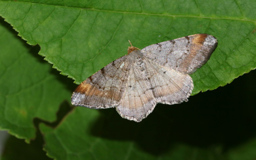 Tawny-barred Angle