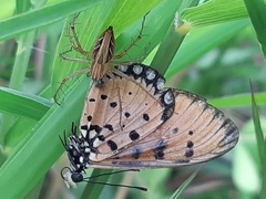 Acraea terpsicore