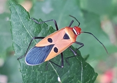 Dysdercus cingulatus