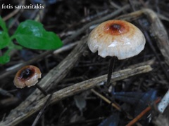 Crinipellis scabella