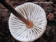 Crinipellis scabella