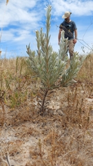 Leucadendron verticillatum