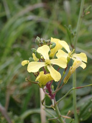 Raphanus raphanistrum landra