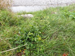 Raphanus raphanistrum landra