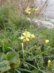 Raphanus raphanistrum landra