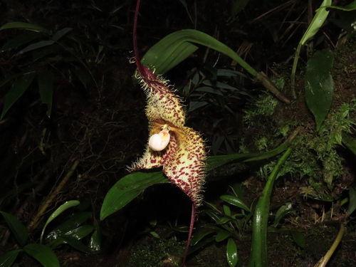 Dracula chimaera (Rchb.f.) Luer 3