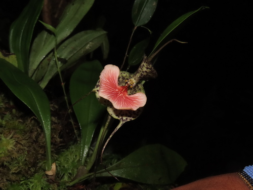 Dracula chestertonii (Rchb.f.) Luer 3