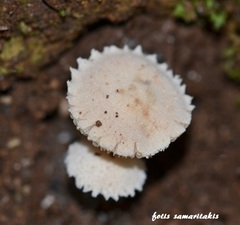 Cystolepiota seminuda