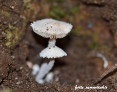 Cystolepiota seminuda