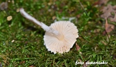 Cystolepiota seminuda