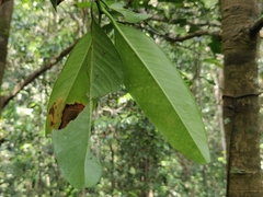 Garcinia talbotii